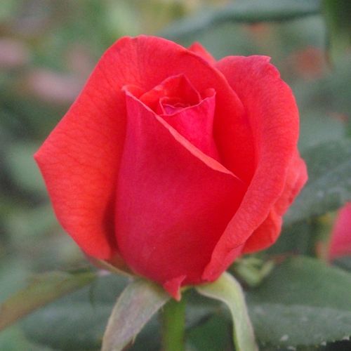 Rosa Resolut® - roșu - Trandafir copac cu trunchi înalt - cu flori în buchet - coroană tufiș